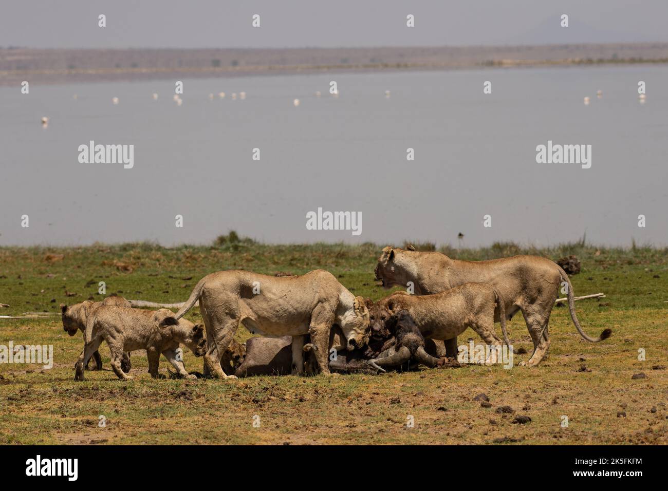 León, Panthera leo, Felidae, Parque Nacional Amboseli, Kenia, África Foto de stock