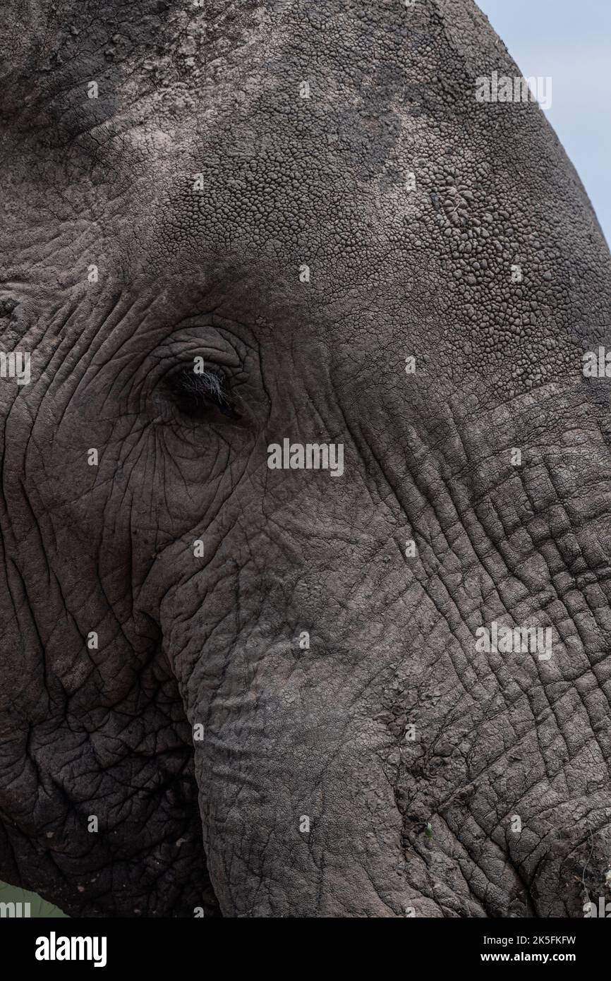 Elefante Africano, Loxodonta africana, Elephantidae, Parque Nacional Amboseli, Kenia, África Foto de stock