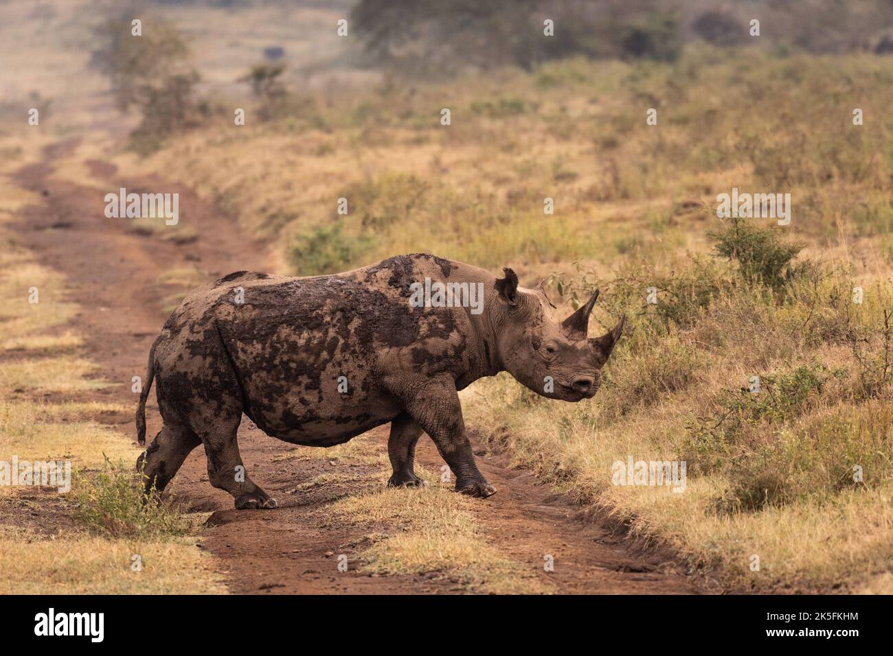 Rinoceronte negro, Dicerus bicornis, Rhinocerotidae, Parque Nacional del Lago Nakuru, Kenia, África Foto de stock