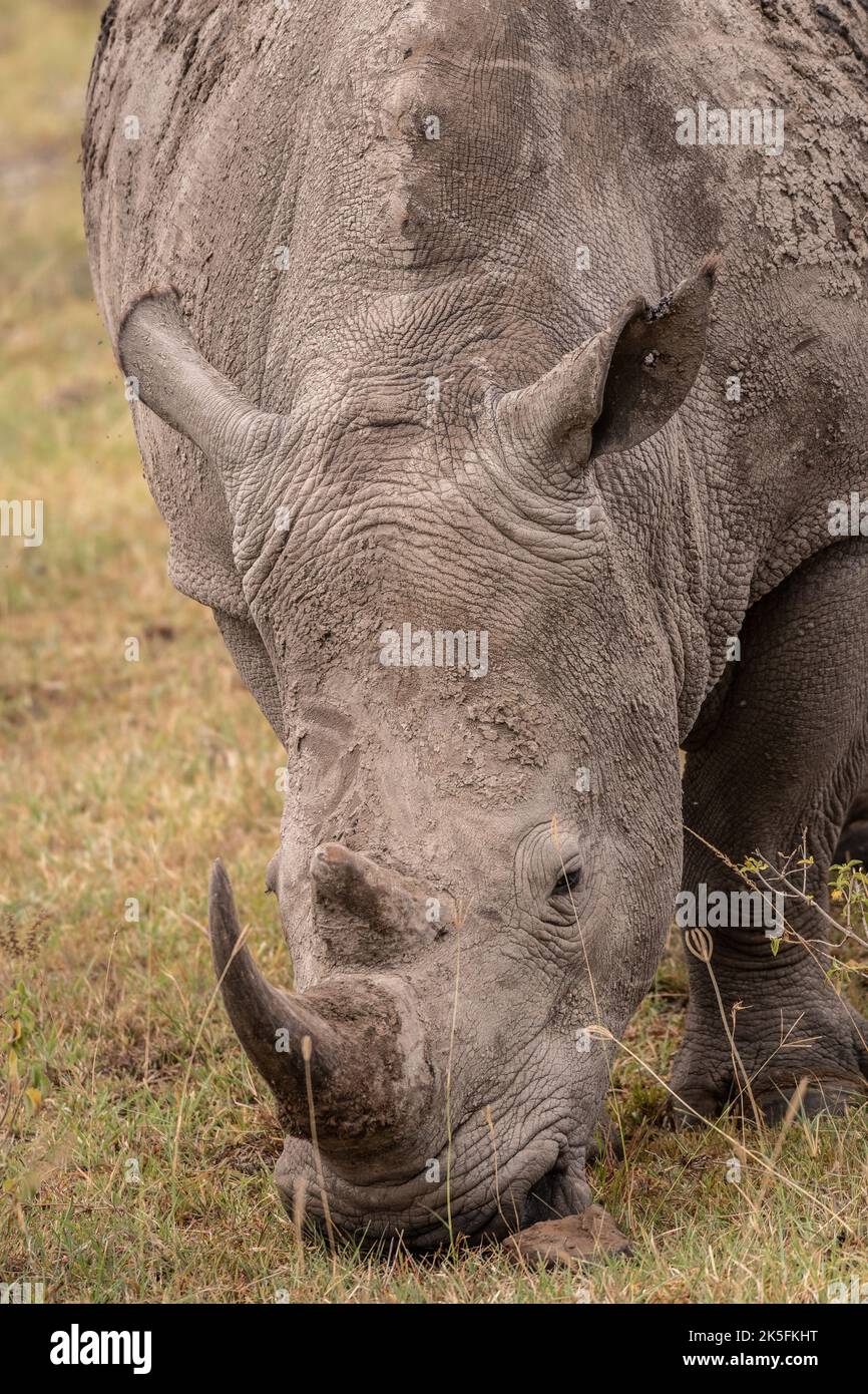 Rinoceronte blanco del sur, Ceratotherium simum simum, Rhinocerotidae, Parque Nacional del Lago Nakuru, Kenia, África Foto de stock