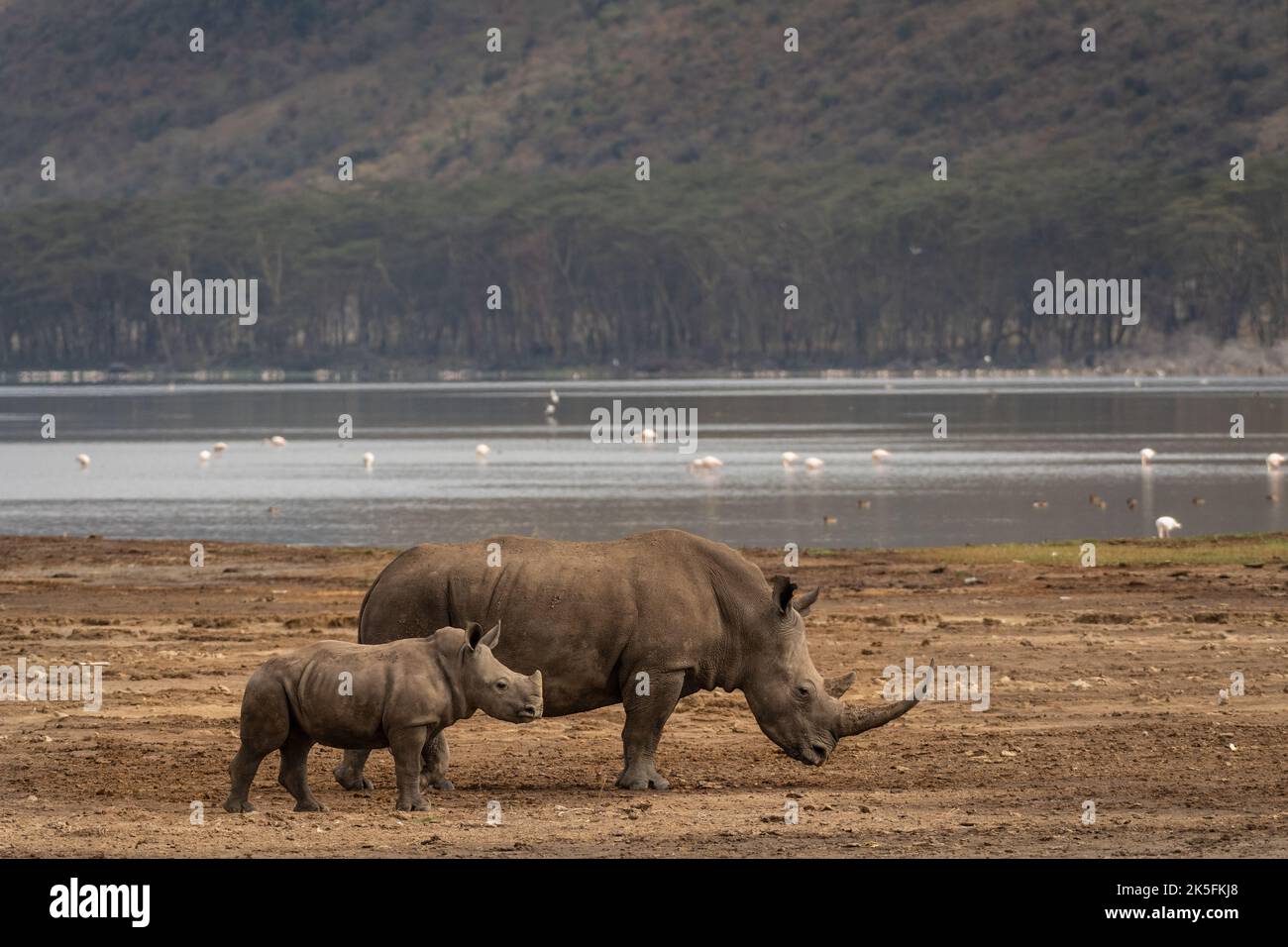 Rinoceronte blanco del sur, Ceratotherium simum simum, Rhinocerotidae, Parque Nacional del Lago Nakuru, Kenia, África Foto de stock