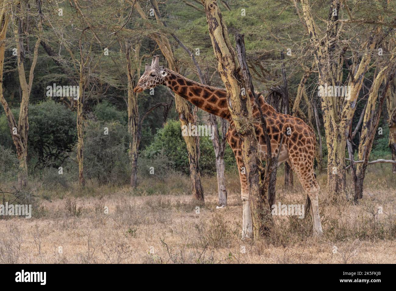 Giraffa de Rothschildi, Giraffa cameleopardalis rothschildi, Giraffidae, Parque Nacional del Lago Nakuru, Kenia, África Foto de stock