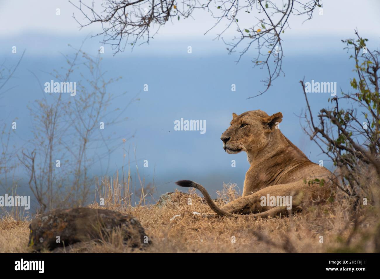 Lion, Panthera leo, Flidae, Parque Nacional del Lago Nakuru, Kenia, África Foto de stock