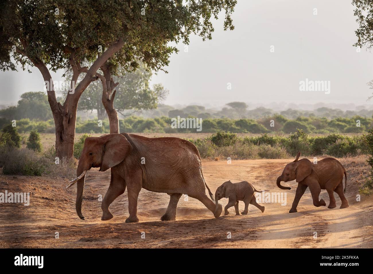 Elefante Africano, Loxodonta africana, Elephantidae, Parque Nacional Tsavo Este, Kenia, África Foto de stock