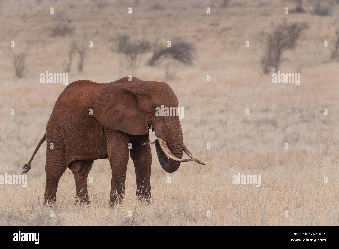 Elefante Africano, Loxodonta africana, Elephantidae, Parque Nacional Tsavo Este, Kenia, África Foto de stock