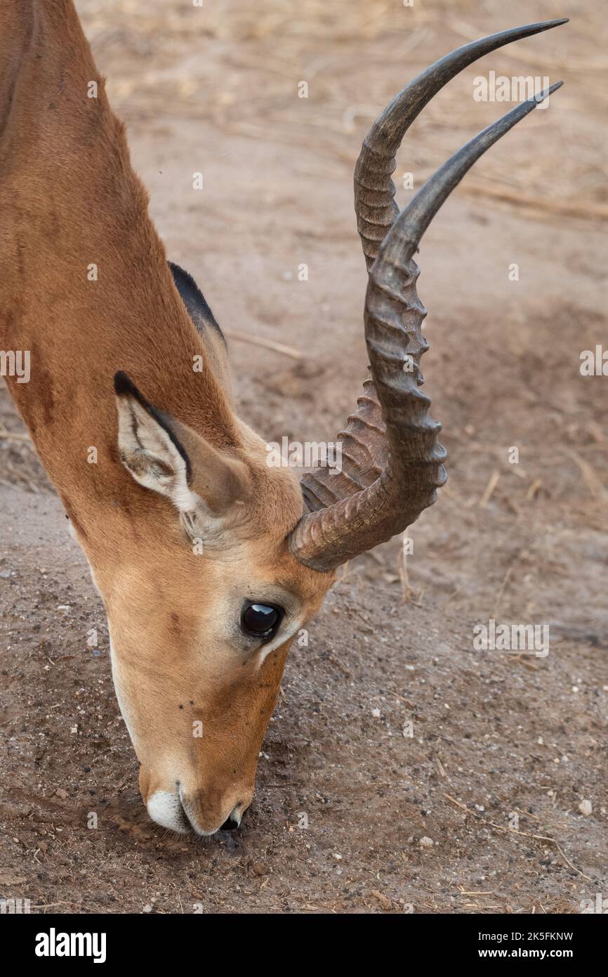 Impala, Aepyceros melampus, Bovidae, Parque Nacional Tsavo Este, Kenia, África Foto de stock