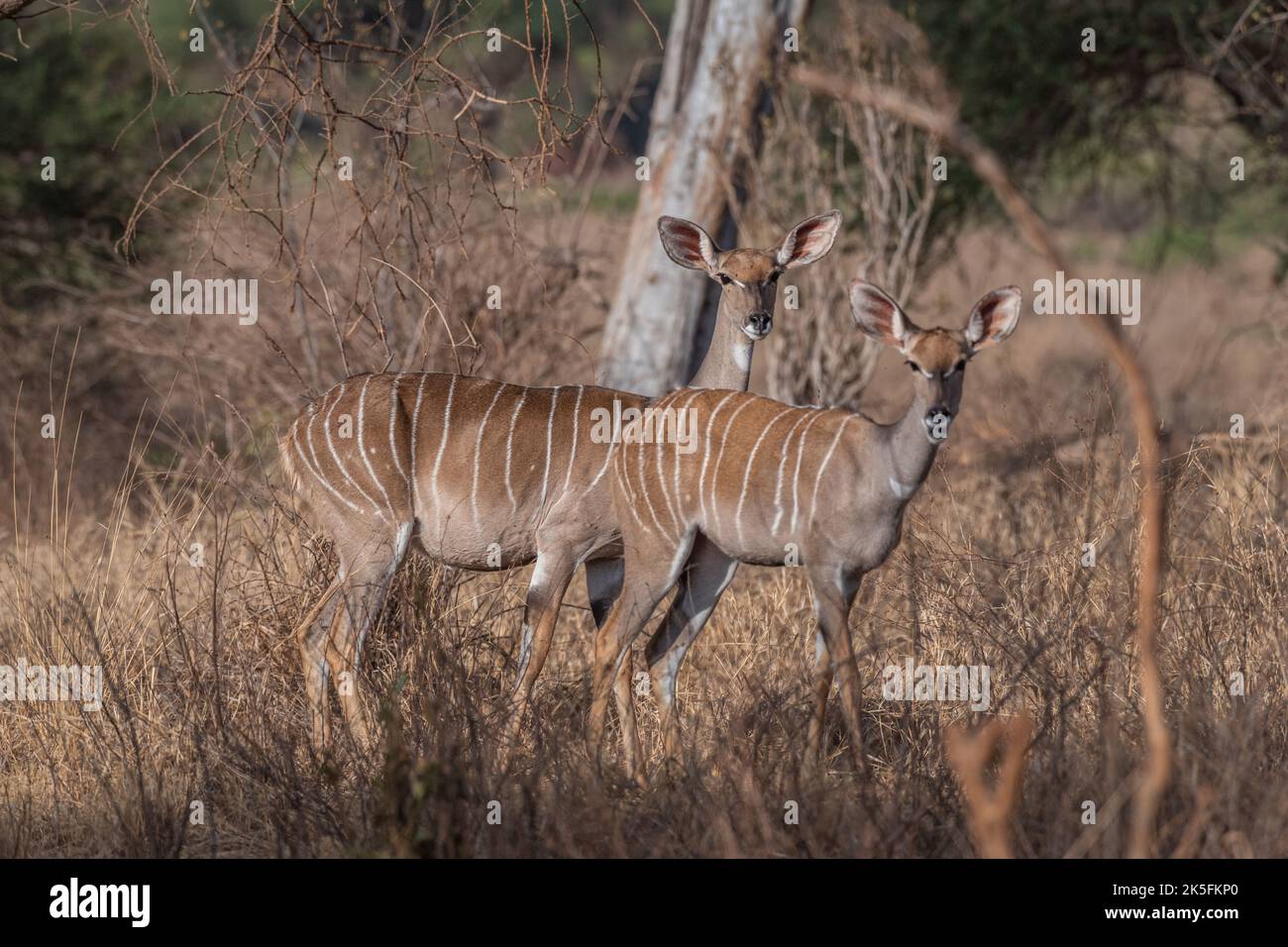 Mujer Lesser Kudu, Tragelaphus imberbis, Bovidae, Parque Nacional Tsavo Este, Kenia, África Foto de stock