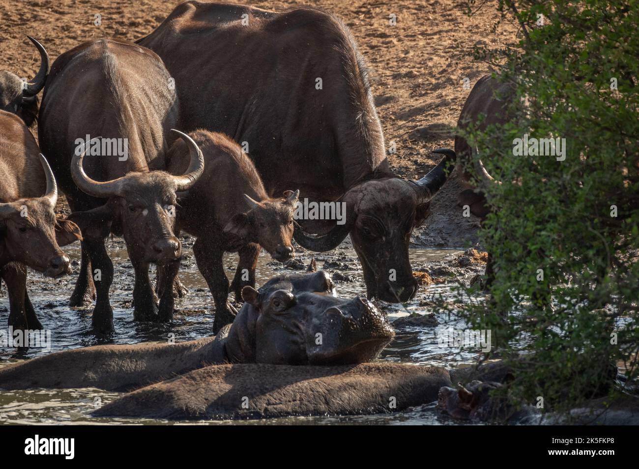 Búfalo africano, caffer Syncerus, Bovidae, Hippo, Hippopotamus anphibius, Hippopotamidae, Parque Nacional Tsavo Este, Kenia, África Foto de stock
