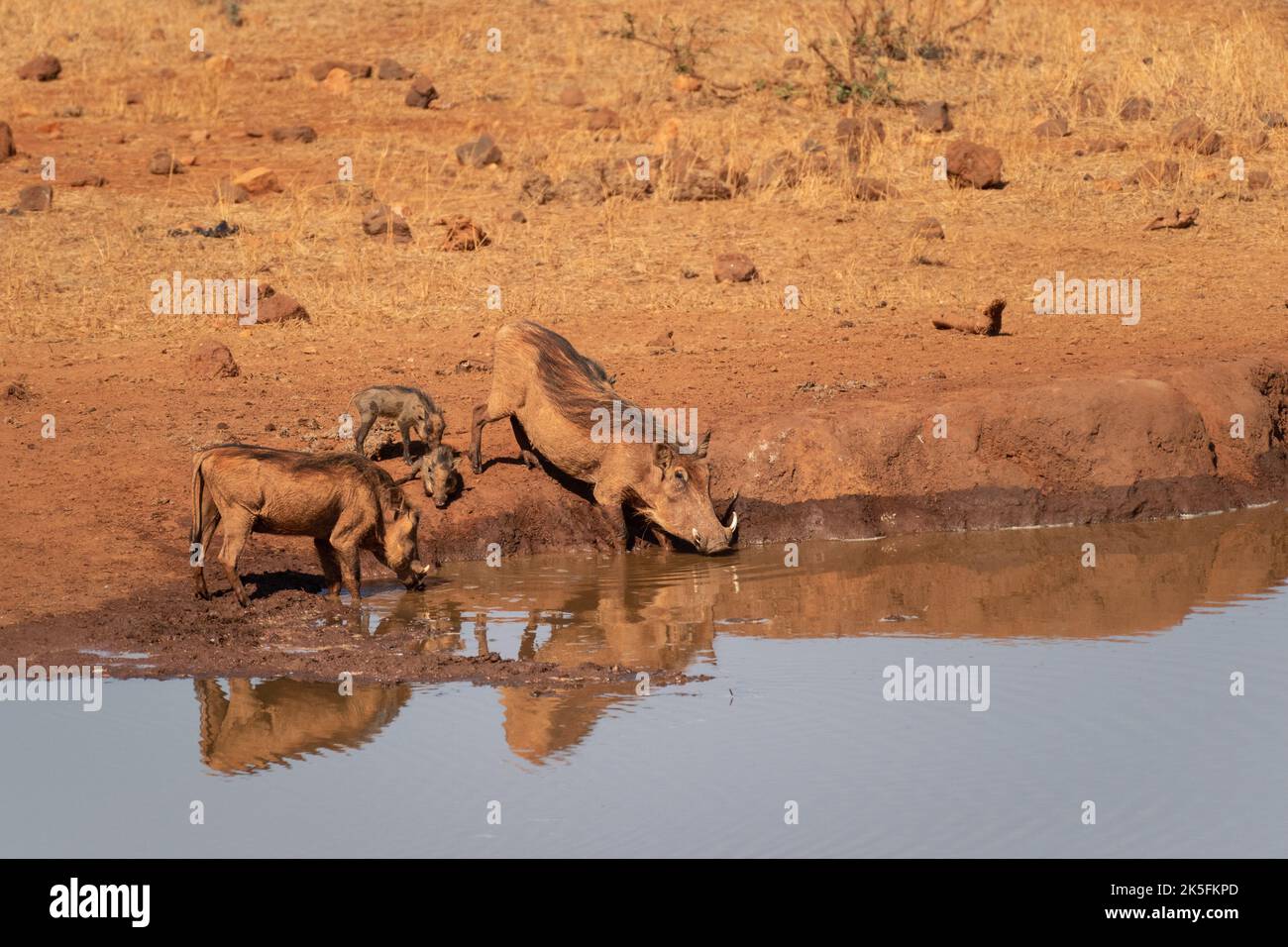 Warthog común, Phacochoerus africanus, Suidae, Parque Nacional Tsavo Este, Kenia, África Foto de stock