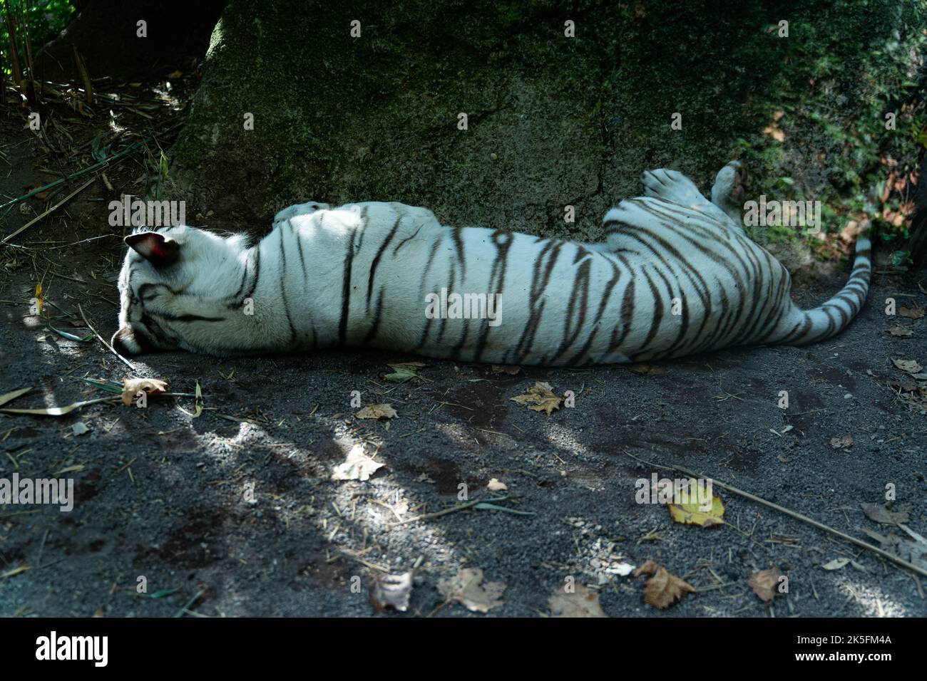 Tigre blanco de Sumatra (Panthera tigris sondaica) durmiendo, Bioparco di Roma, zoo de Roma, Italia Foto de stock