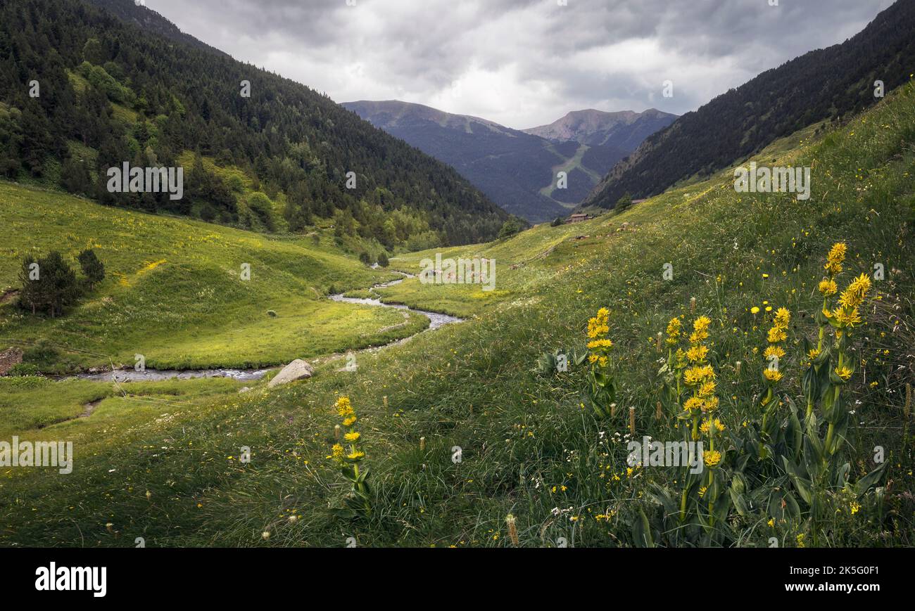 Flores silvestres en el Valle de Incles en Andorra Foto de stock