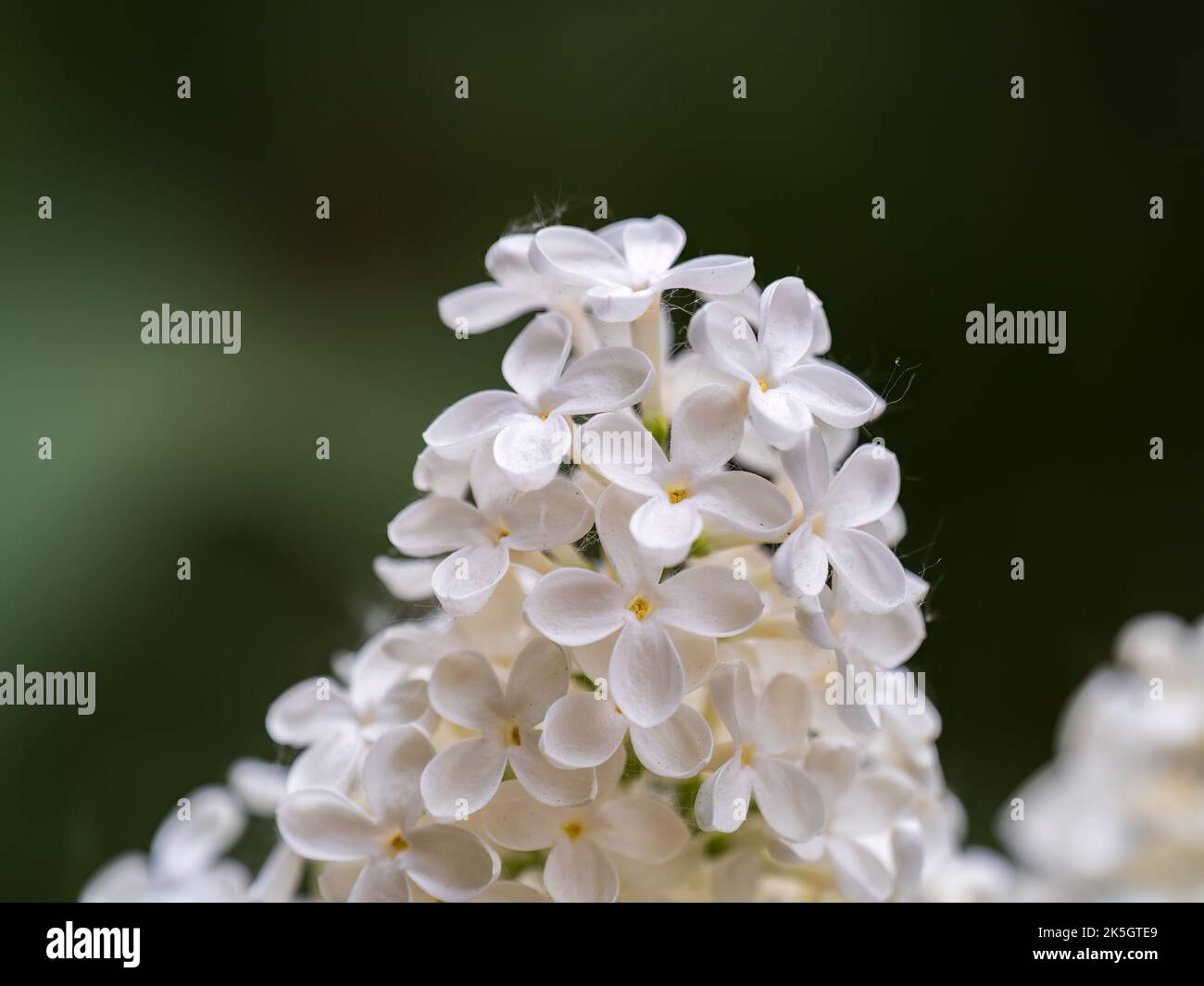 Flores lilas blancas en flor en primavera. Ramas con flores de primavera  lila Fotografía de stock - Alamy