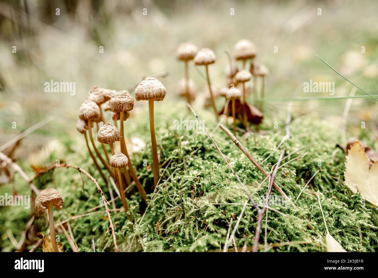 Setas y hongos en el césped Foto de stock