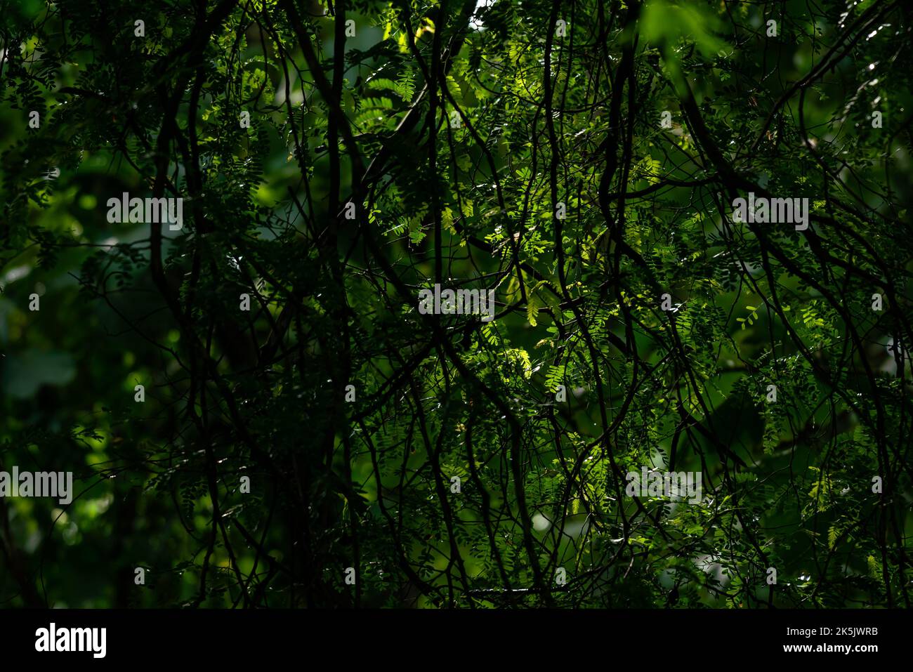 El estado de ánimo del bosque con la luz del sol brilla en las hojas en las ramas de un árbol en el bosque después de la lluvia en la tarde de la estación lluviosa. Foto de stock