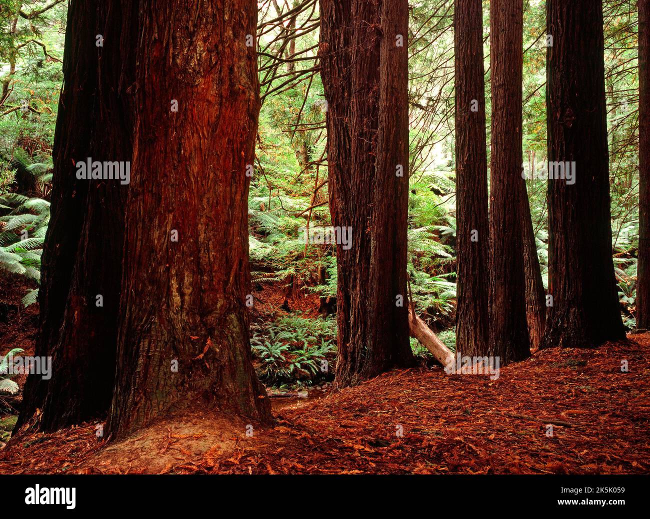 Secuoyas californianas (Sequoia Semperviren) plantadas en el 1938 Parque Nacional Otway, Victoria Australia Foto de stock