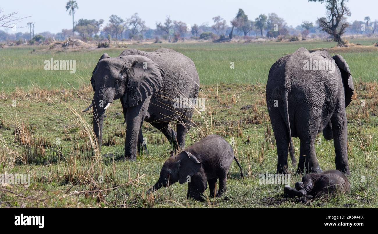 Grupo de familias de elefantes africanos que utilizan un baño de barro para enfriar y controlar los parásitos de la piel Foto de stock