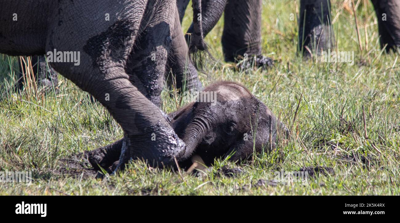 Grupo de familias de elefantes africanos que utilizan un baño de barro para enfriar y controlar los parásitos de la piel Foto de stock