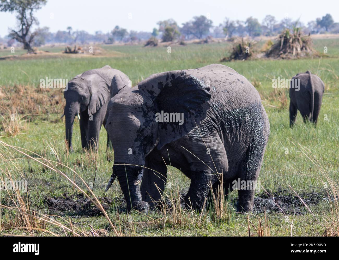 Grupo de familias de elefantes africanos que utilizan un baño de barro para enfriar y controlar los parásitos de la piel Foto de stock