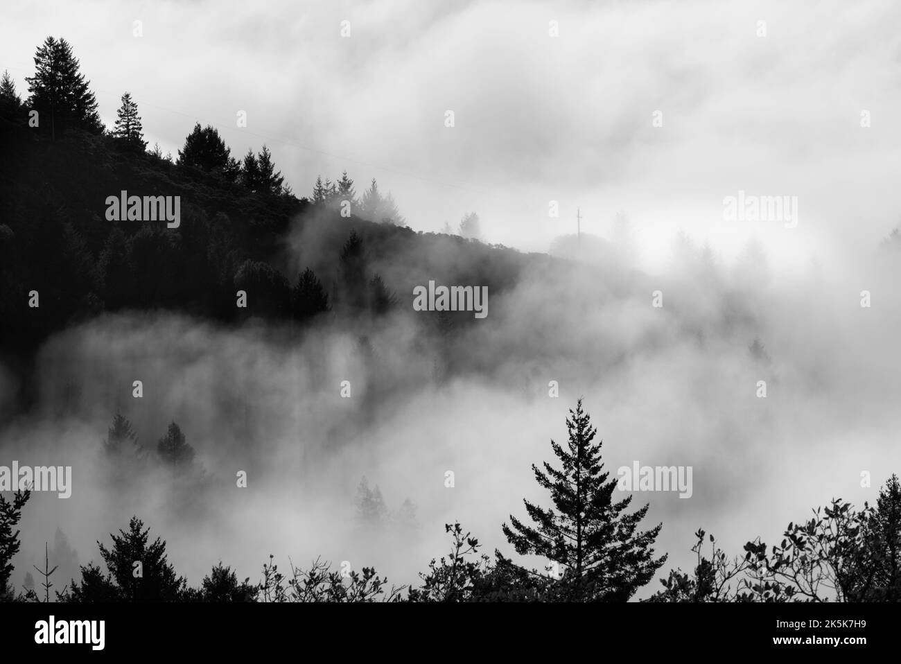 Bosque en la niebla de la mañana en la Montaña Tamalpais Foto de stock