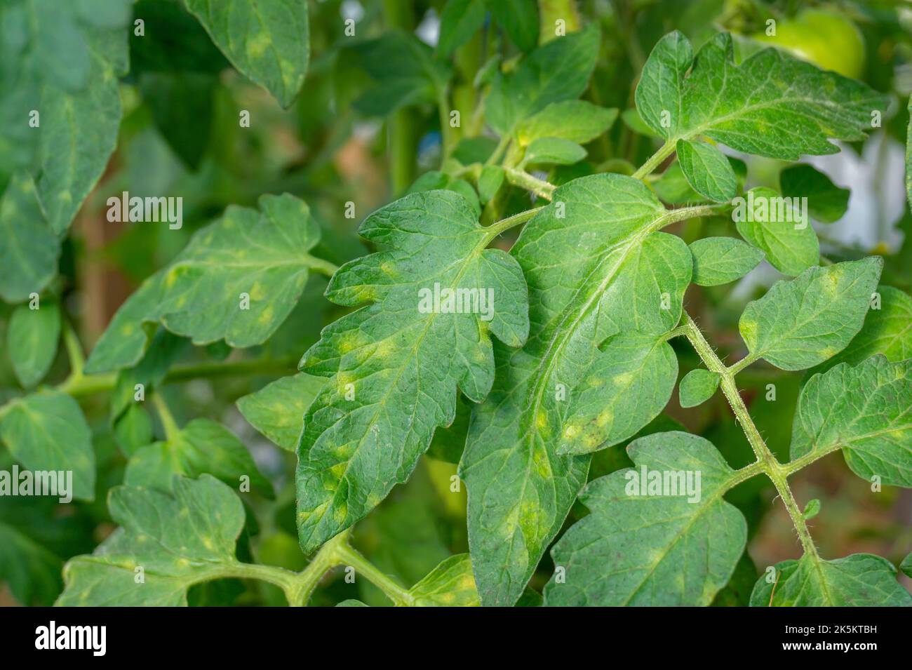 Molde de hojas de tomate. Enfermedades de la planta de Cladosporium fulvum en hojas de tomate con manchas amarillas pálidas. Daño por hongos. Síntomas tempranos. Foto de stock