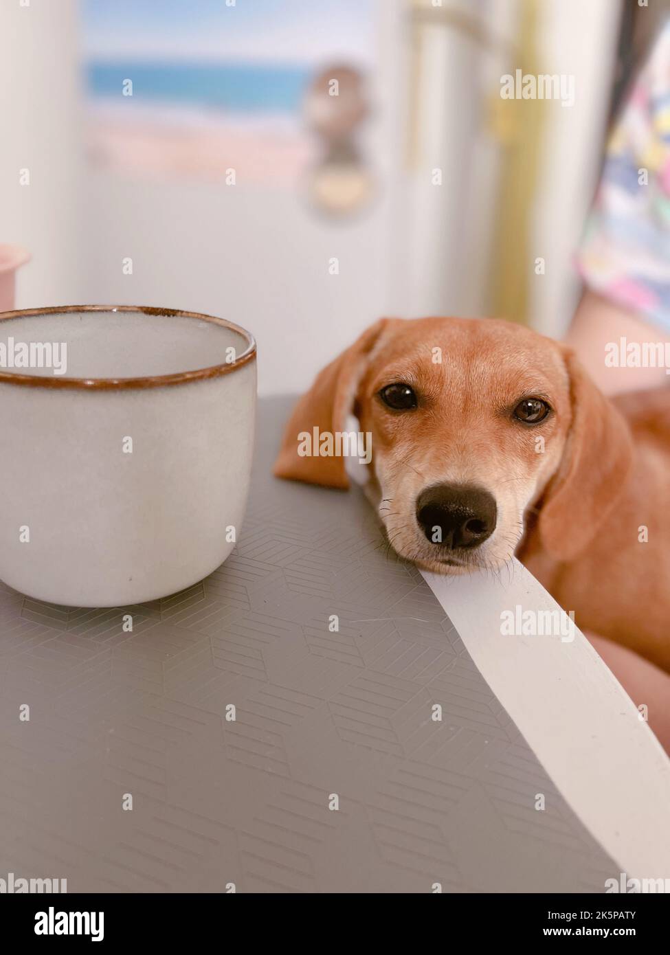 Adorable cachorro marrón con triste emoción tumbado sobre una mesa con la taza de pie sobre ella. Jengibre lindo perrito. Fotografía vertical de alta calidad Foto de stock