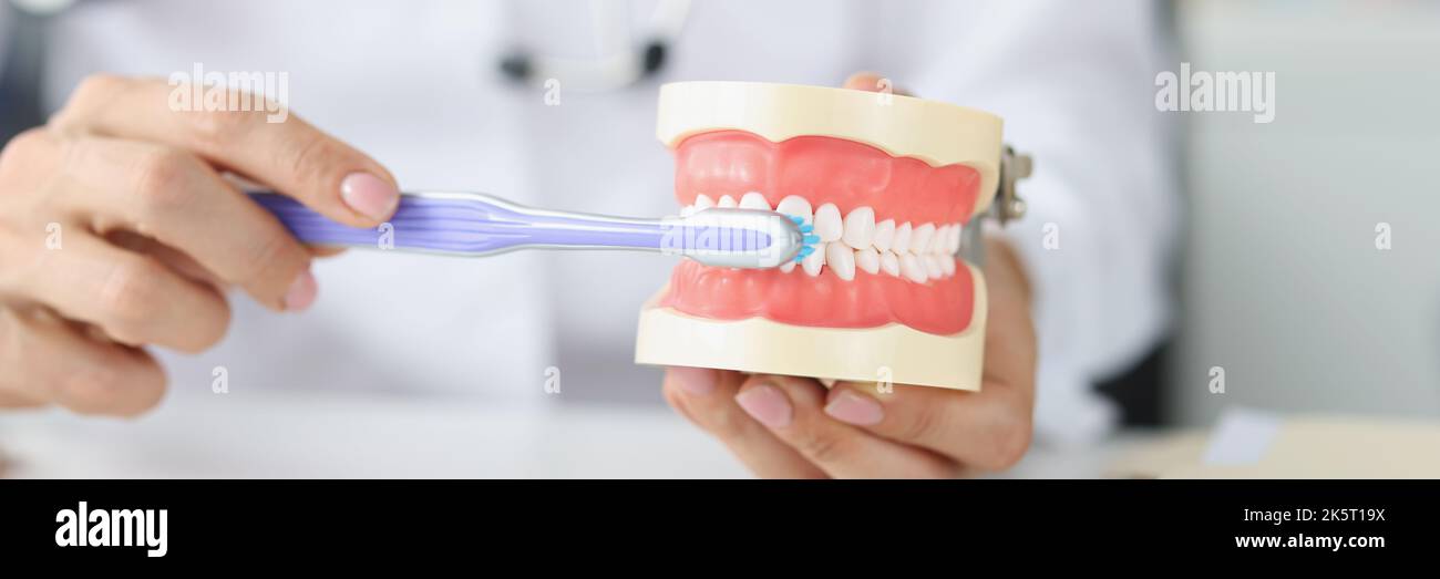 El dentista muestra el modelo correcto de los dientes y el cepillo de dientes Foto de stock