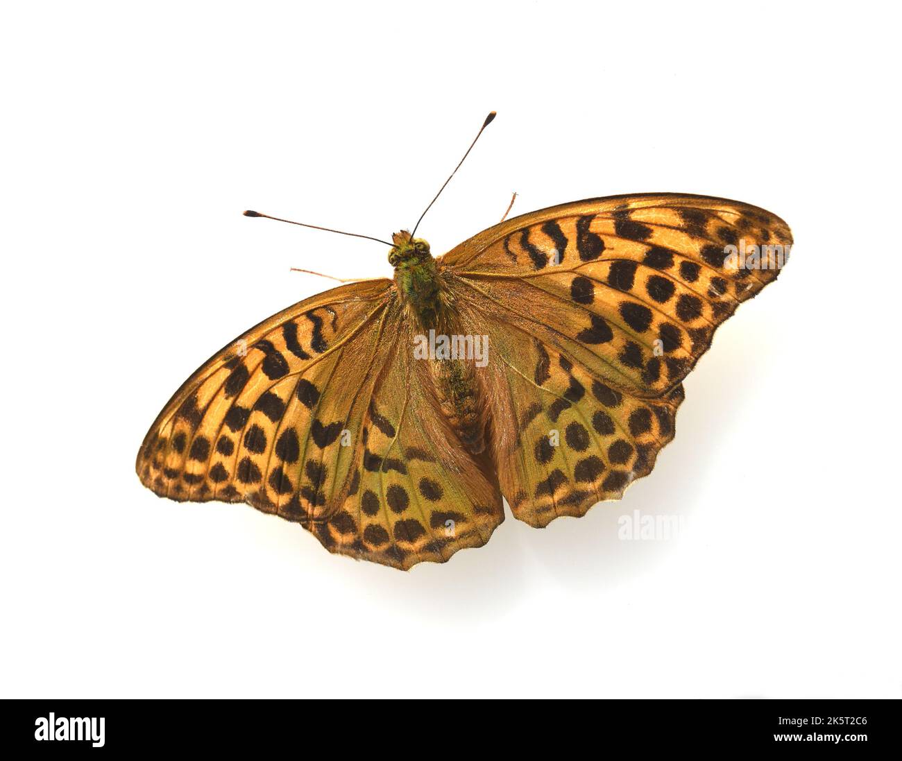 Perlmutterfalter, Speyeria gehoert zu den Edel- Schmetterlingen und sind Insekten mit grossen Fluegeln. Frutillary, Speyeria pertenece a la noble pero Foto de stock