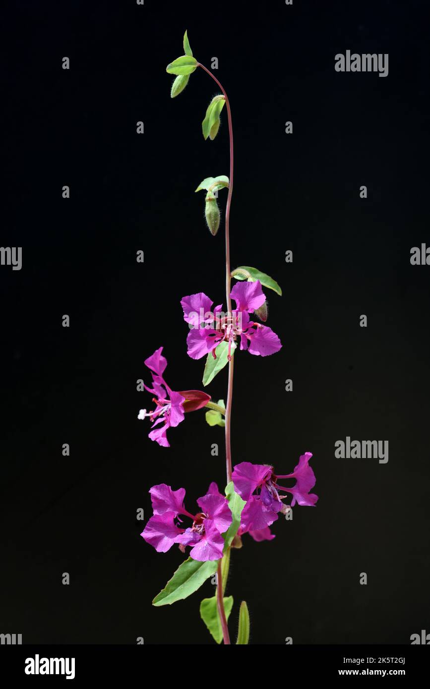 Klarkie, Clarkia pulchella ist eine huebsche Sommerblume mit lila Blueten. Klarkie, Clarkia pulchella es una bonita anual con flores púrpuras. Foto de stock