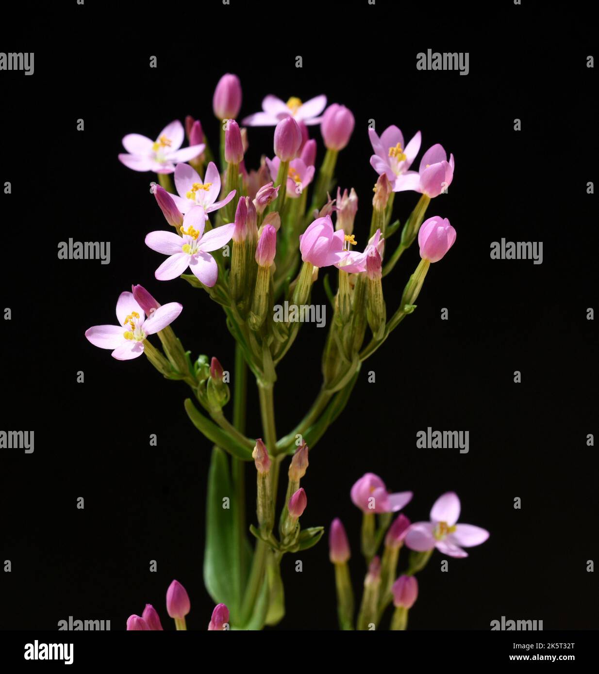 Tausendgueldenkraut, Centaurium erythraea ist eine wichtige Heilpflanze mit lila Blueten und wird in der Medizin verwendet. El Centaurium erythraea es un Foto de stock