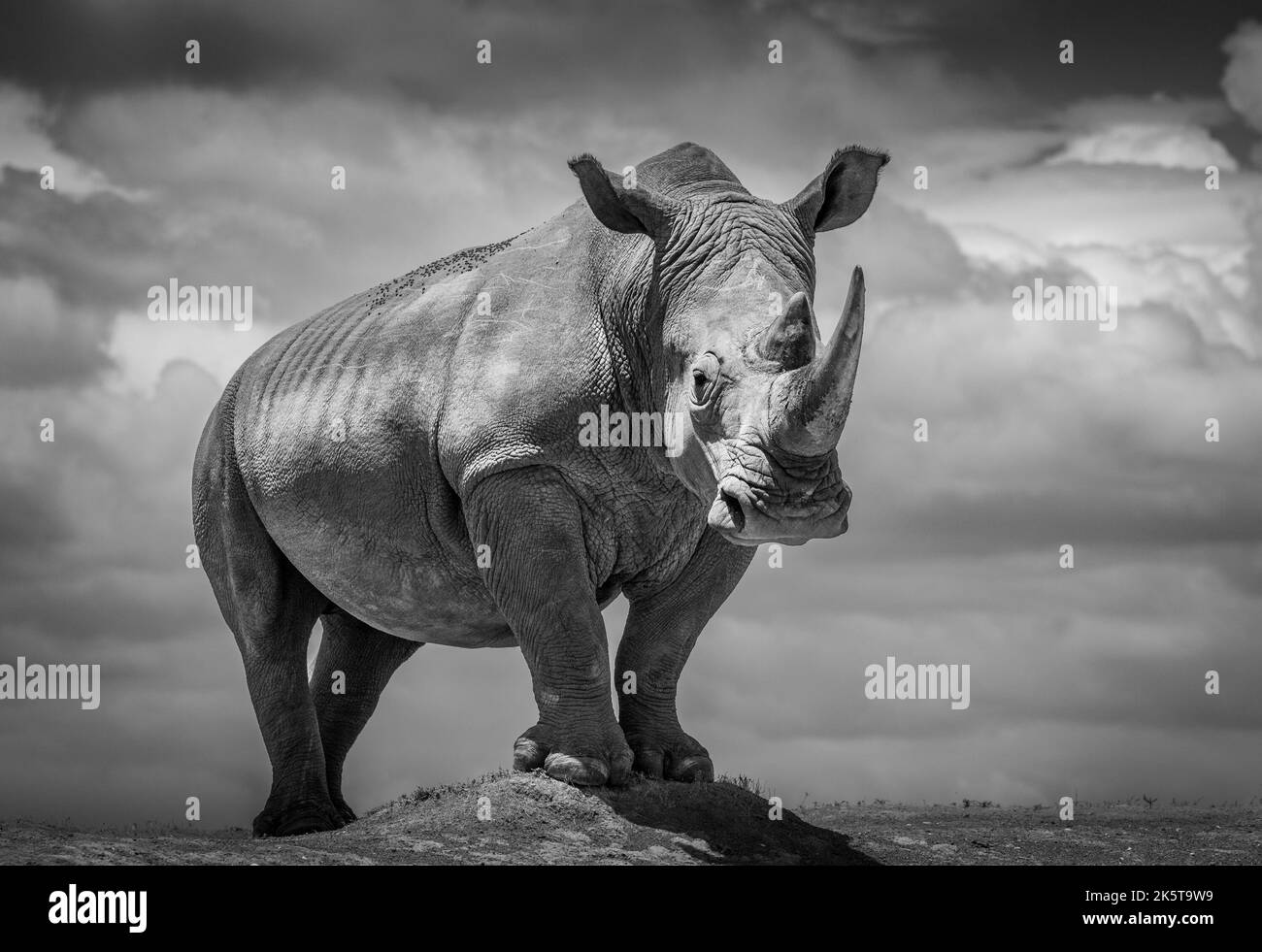 Un rinoceronte posa para la cámara. África: ESTAS INCREÍBLES imágenes de un fotógrafo británico captan todo el drama de la fauna africana desde el cebr Foto de stock