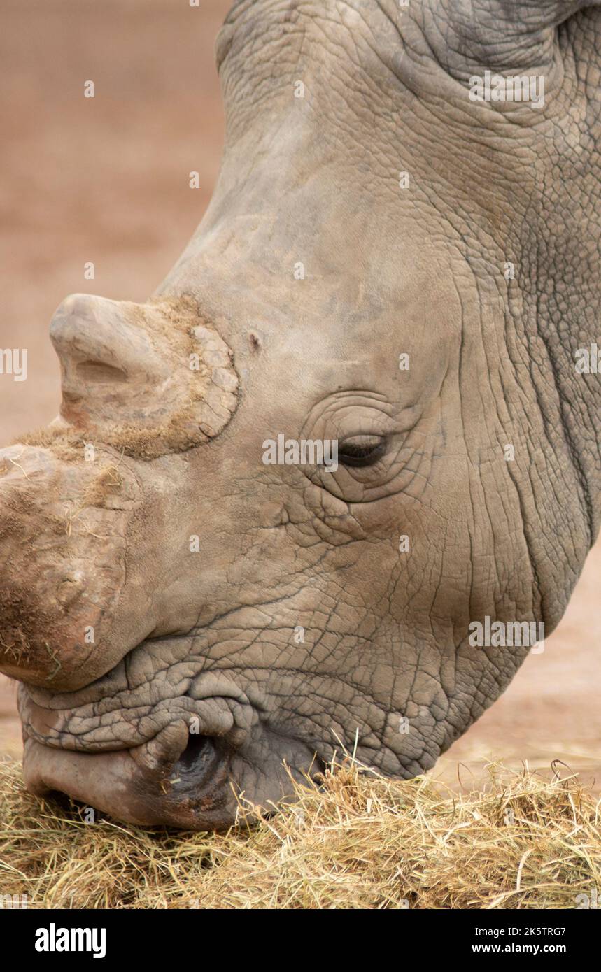 rinoceronte comiendo pasto en una reserva animal Foto de stock