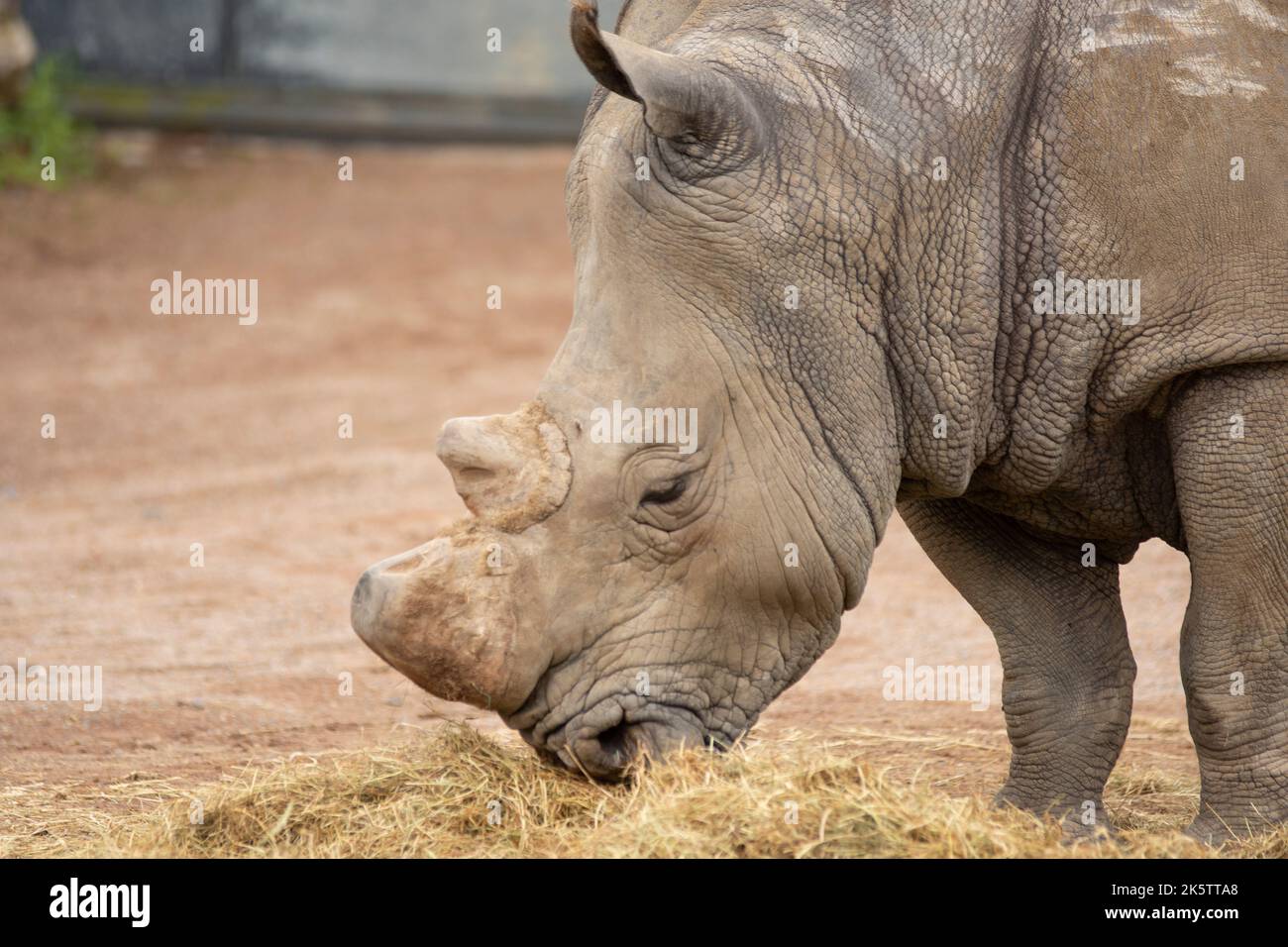 rinoceronte comiendo pasto en una reserva animal Foto de stock