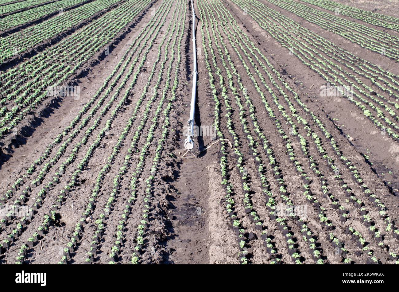 Agricultura, producción alimentaria de hortalizas: Campo con hileras de lechugas jóvenes y pipa de riego Foto de stock