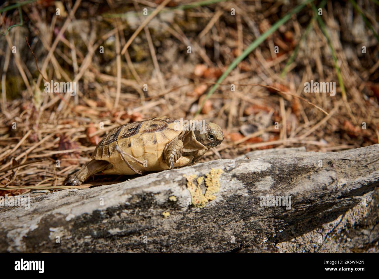 Tortuga bebé, tortuga gorda (Testudo graeca terrestris) pavo Foto de stock