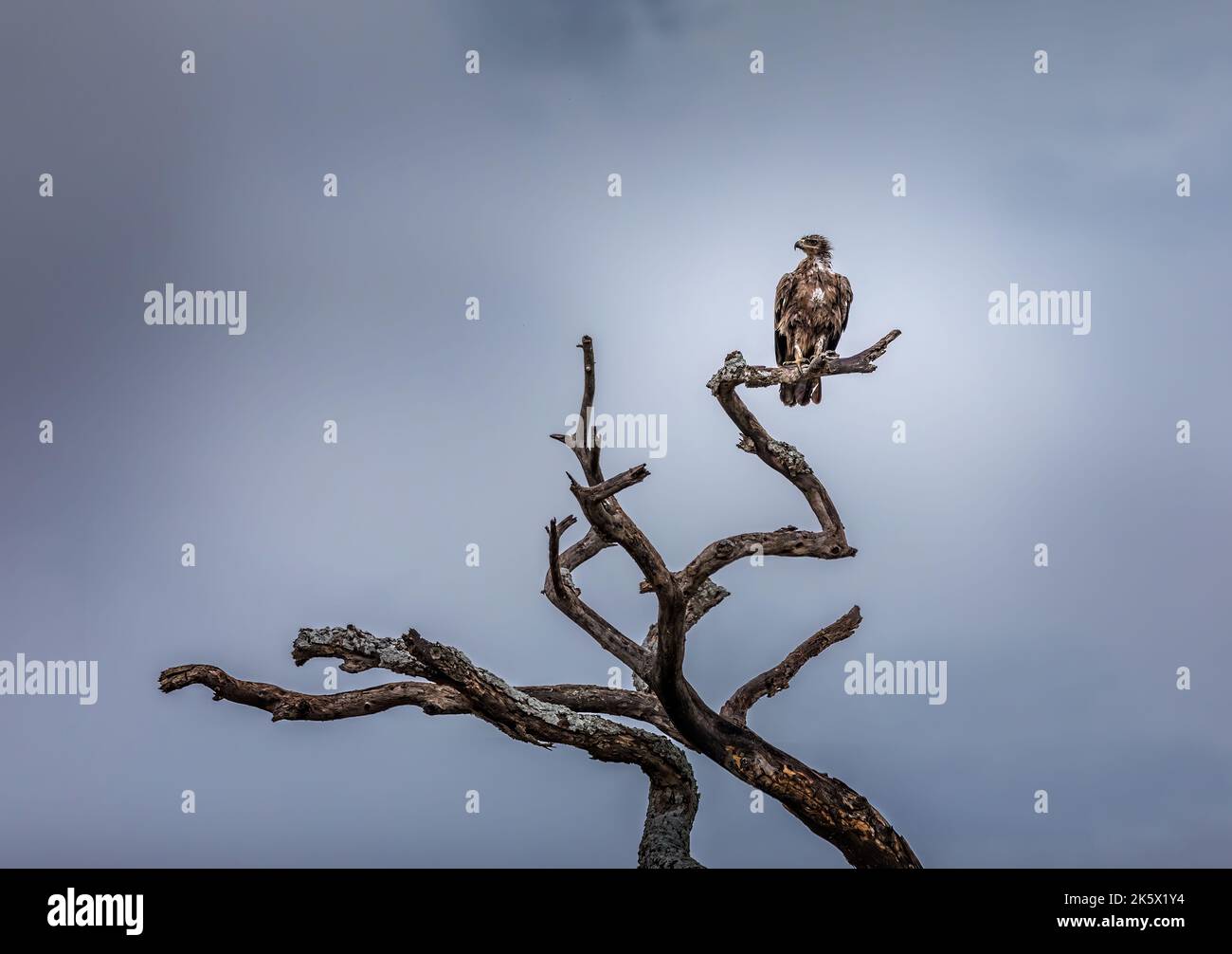 Águila sentada en un árbol muerto en el Serengeti, Tanzania Foto de stock