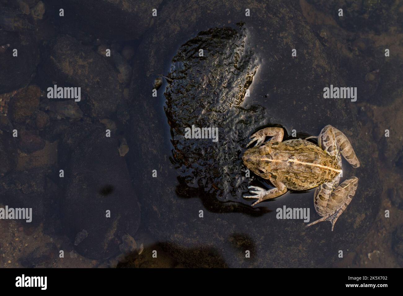 Cangrejo comiendo rana o rana de mangle Fejervarya cancrivora en la
