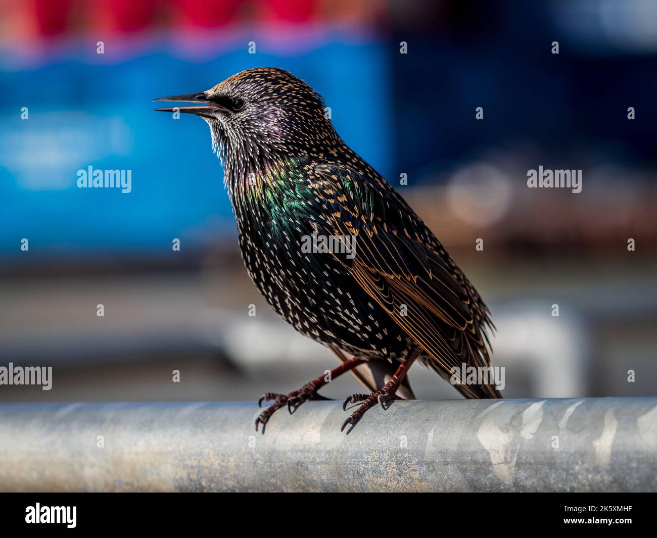 Starling en una valla - Starling común o Starling europeo - Sturnus vulgaris Foto de stock