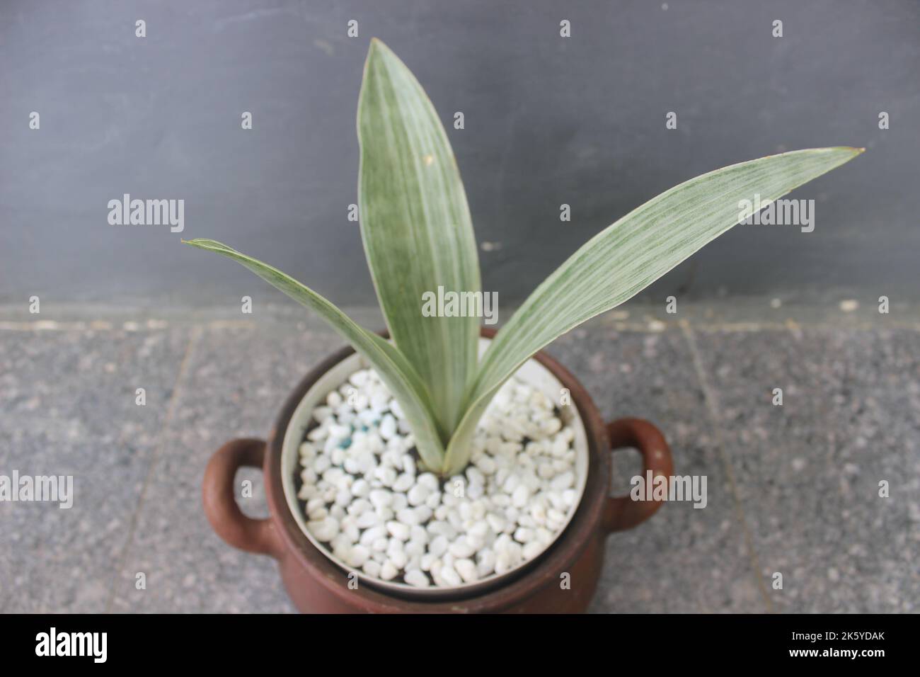 Primer plano de una planta de sansivera de plata en una olla sobre un fondo borroso. El nombre indonesio es la lengua de la suegra plateada. Plantas ornamentales en el hogar Foto de stock