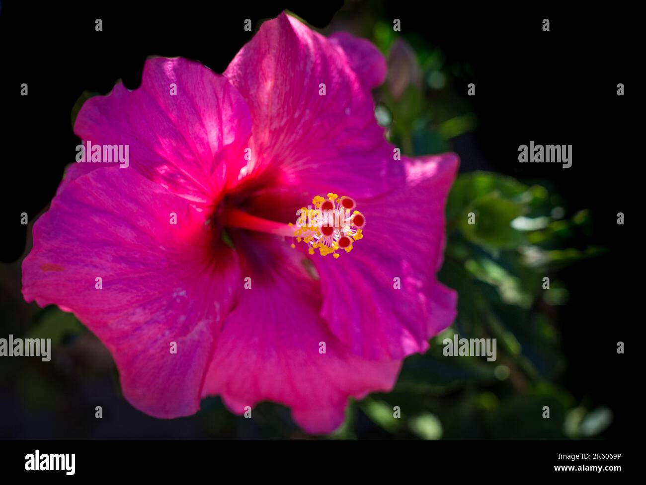 Flor de hibisco, pétalos rosados, primer plano sobre fondo negro, en el concepto de horticultura y jardinería ligera y aplicada Foto de stock