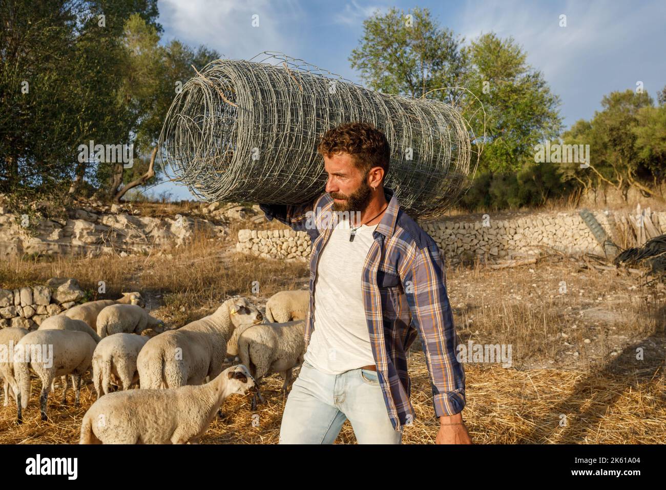 Hombre barbudo con ropa informal llevando cerca de malla metálica enrollada y caminando cerca de rebaño de ovejas blancas mientras trabaja en la granja en otoño Foto de stock