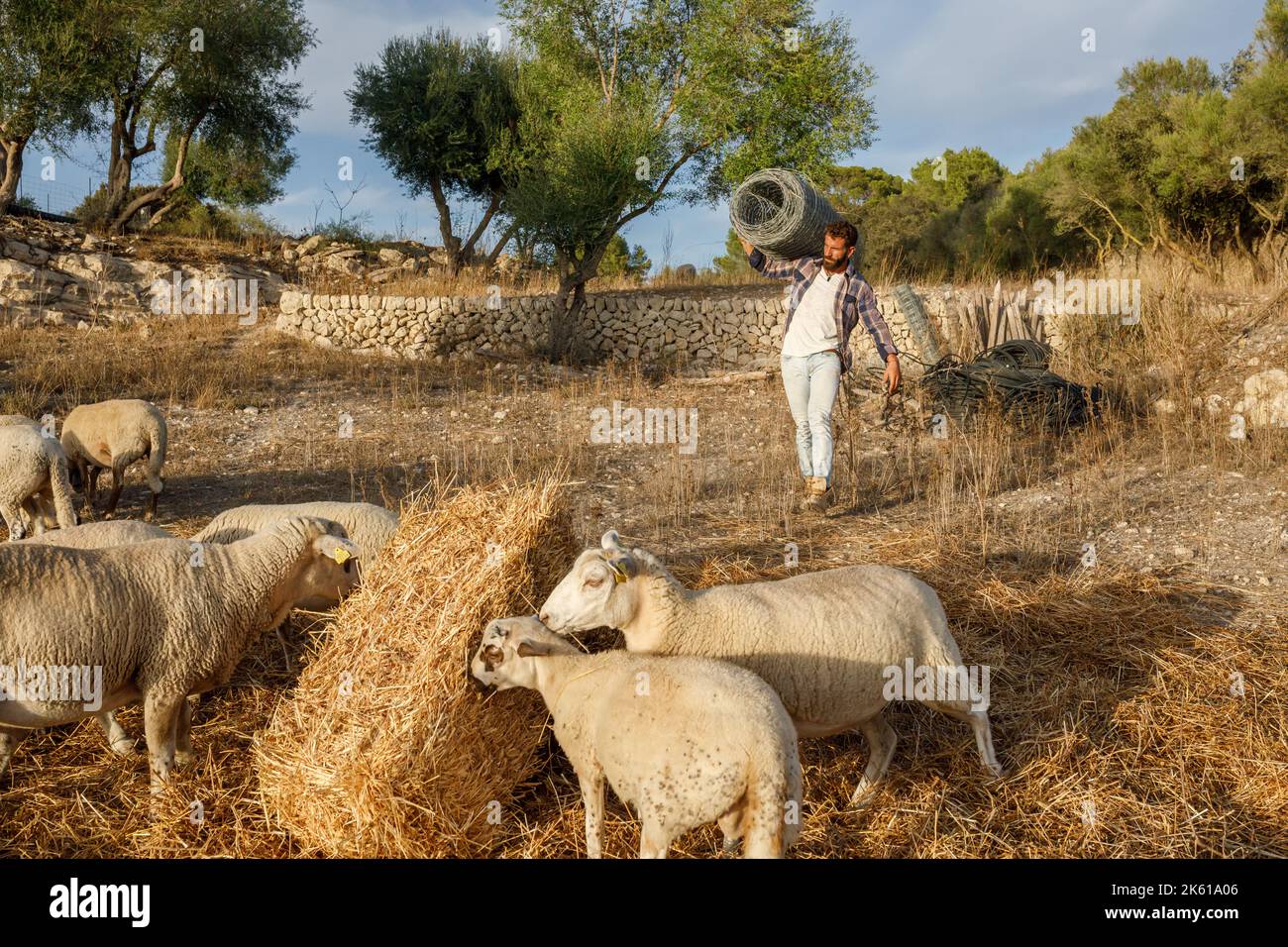 Hombre barbudo con ropa informal llevando cerca de malla metálica enrollada y caminando cerca de rebaño de ovejas blancas mientras trabaja en la granja en otoño Foto de stock