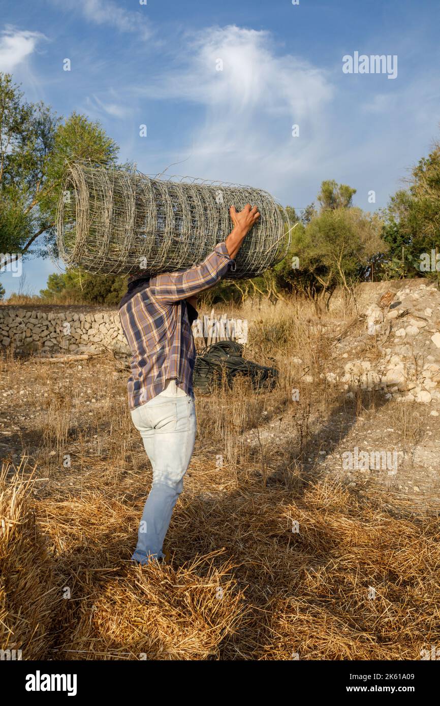 Vista lateral hombre anónimo con ropa informal llevando una valla de malla metálica enrollada mientras trabaja en la granja en otoño Foto de stock