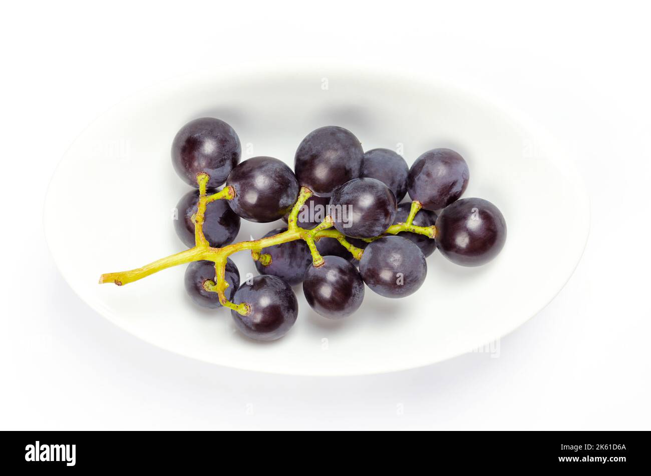 Vid común, en un cuenco blanco. Vides recién recolectadas de uvas silvestres maduras, Vitis vinifera, con pequeñas uvas moradas oscuras. Foto de stock