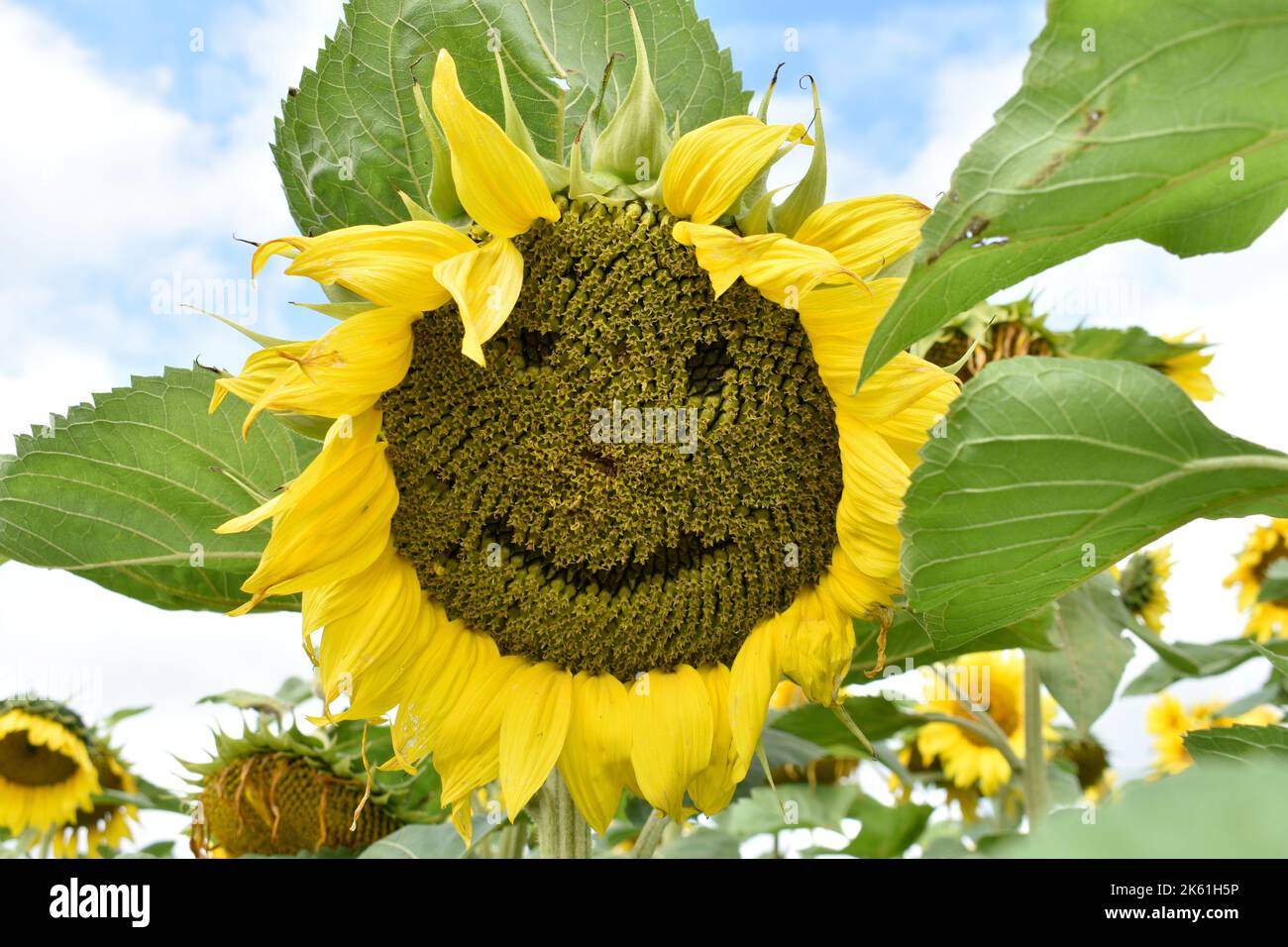 Semillas bonitas fotografías e imágenes de alta resolución - Página 9 -  Alamy