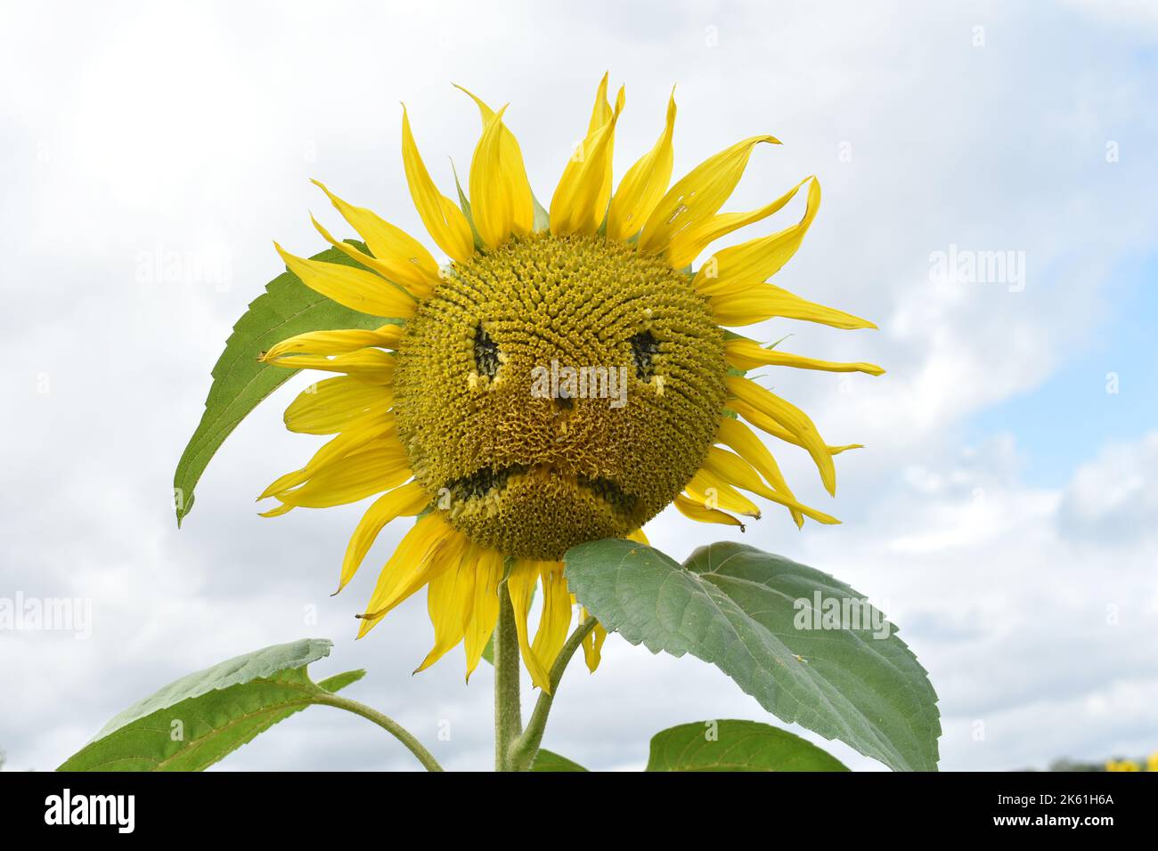 Emoji flor fotografías e imágenes de alta resolución - Alamy