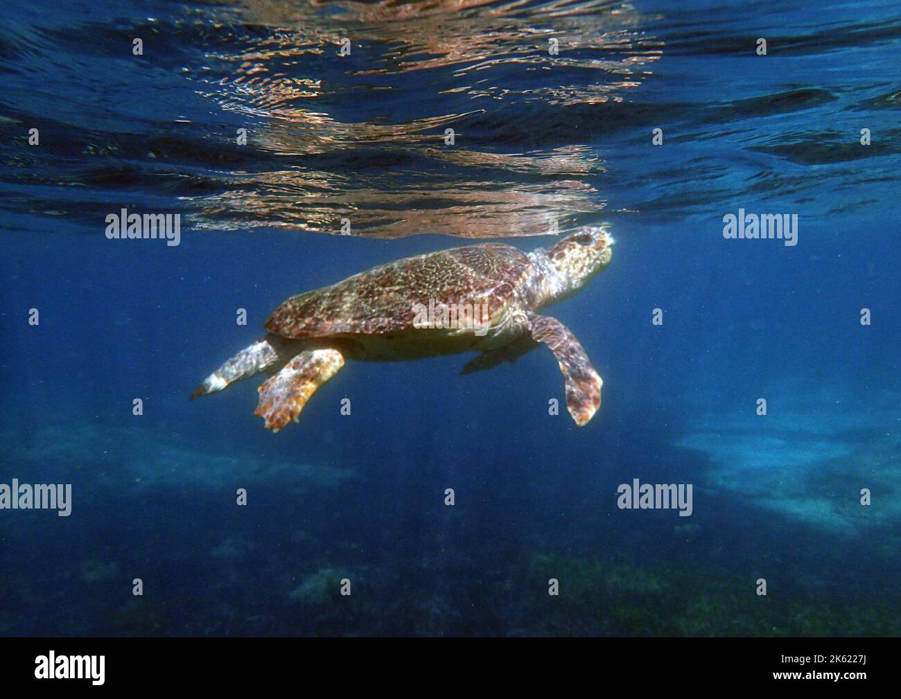 Imagen submarina de una tortuga de mar Loggerhead, ( Caretta caretta), mar Mediterráneo, distrito de Paphos, Chipre Foto de stock