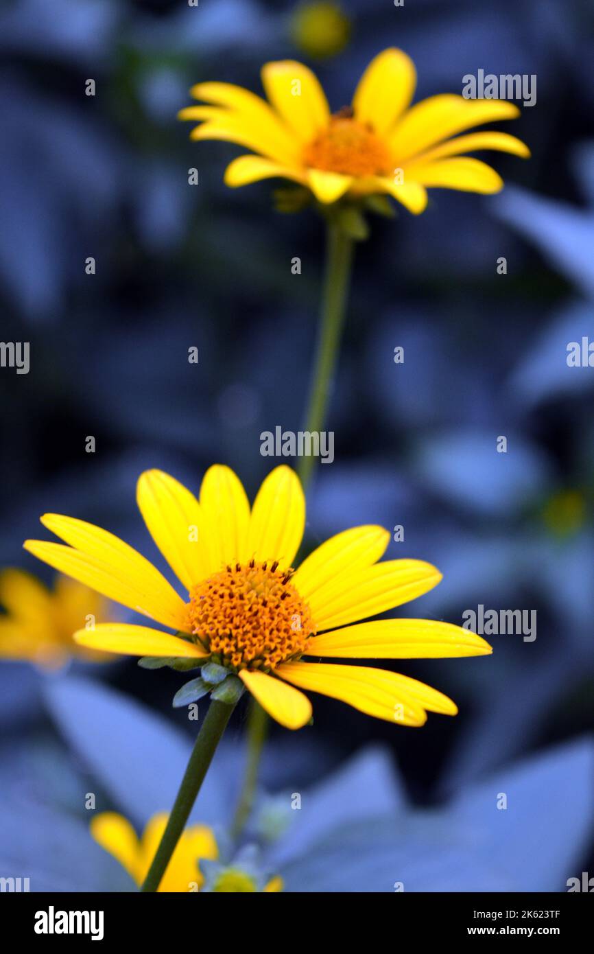 Hermosas flores amarillas brillantes y coloridas con largas hojas azules  sobre fondo azul. Muy inusual e inimitable fondo de la calle de las flores  Fotografía de stock - Alamy