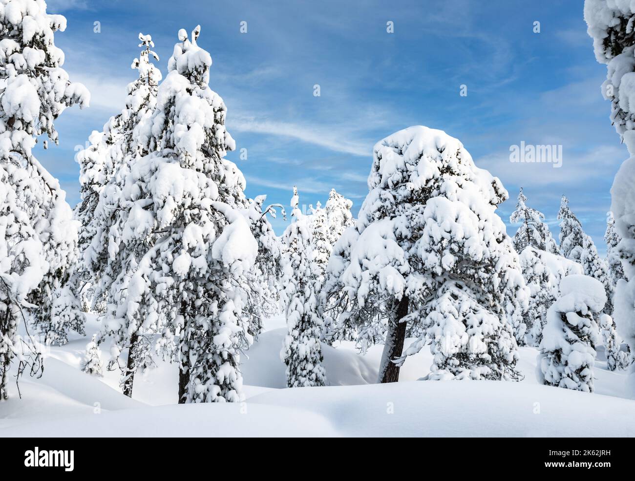Paisaje de árboles cubiertos de nieve, Laponia, Finlandia. Foto de stock