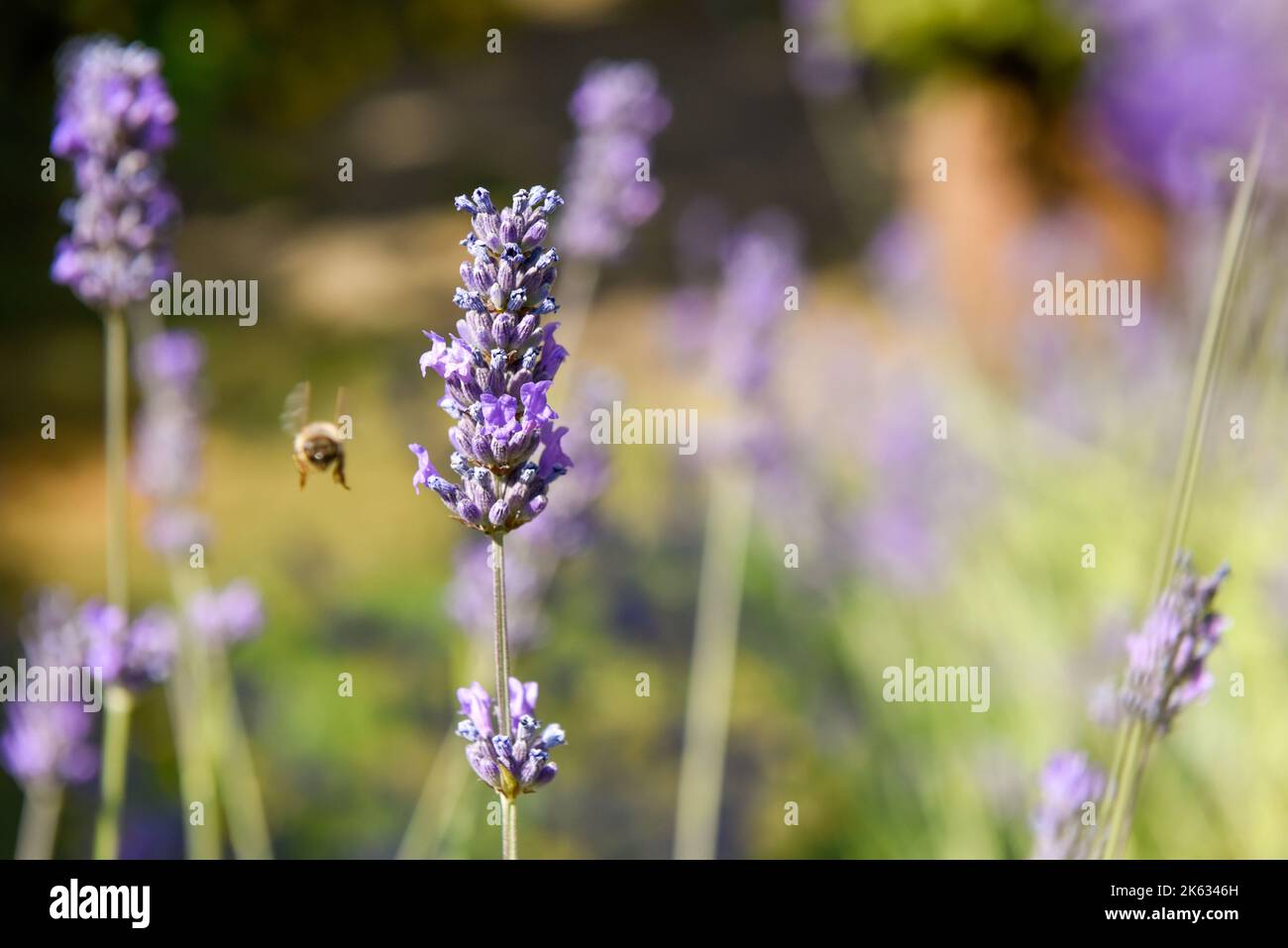 Una abeja de miel volando hacia la flor de lavanda para recolectar polen Foto de stock