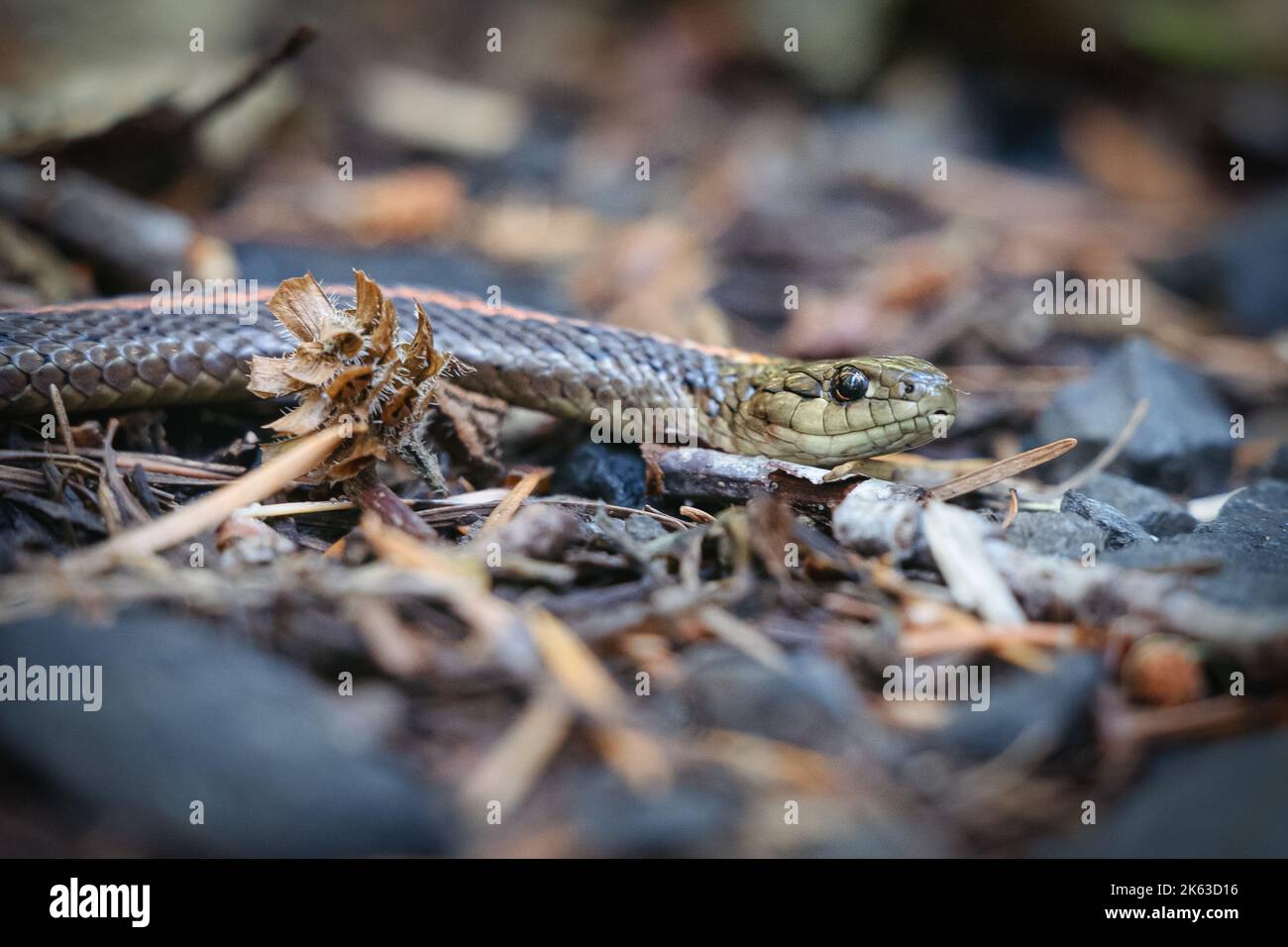 Una serpiente de la liga se desliza a través del suelo del bosque Foto de stock